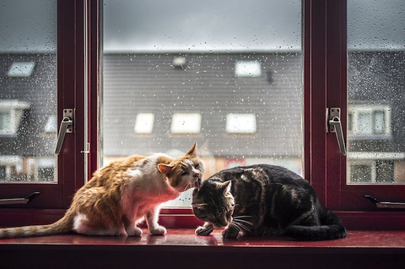 Cats at the window Cats at the window