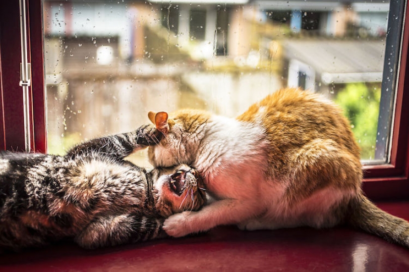 Cats at the window Cats at the window