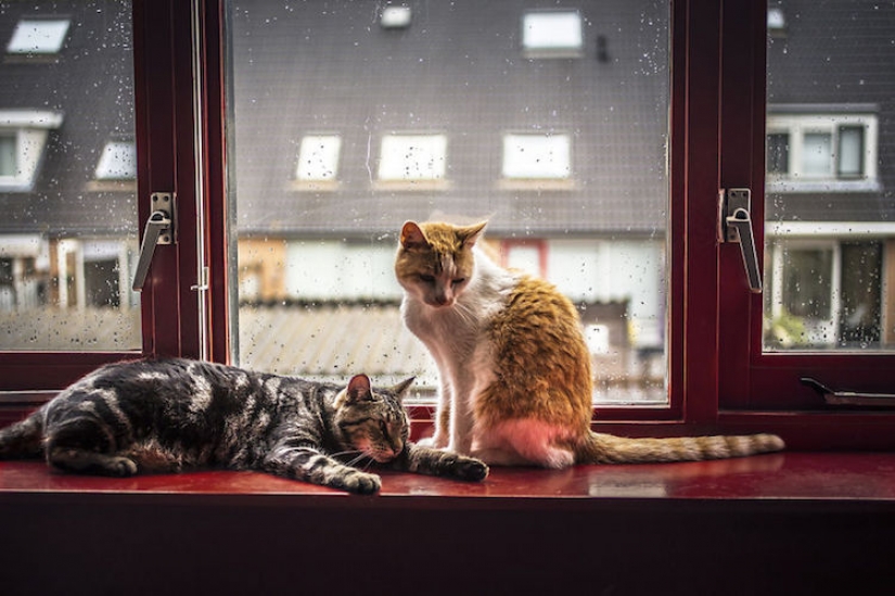 Cats at the window Cats at the window