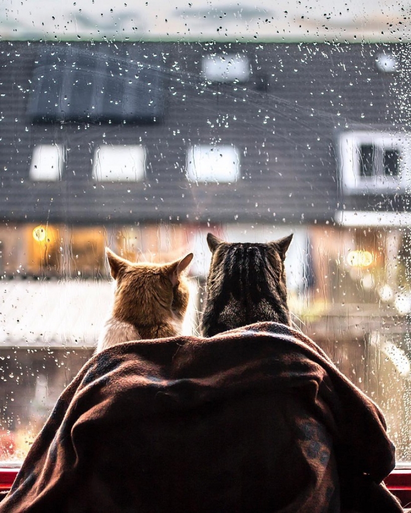 Cats at the window Cats at the window