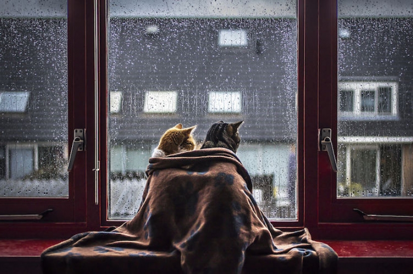 Cats at the window Cats at the window