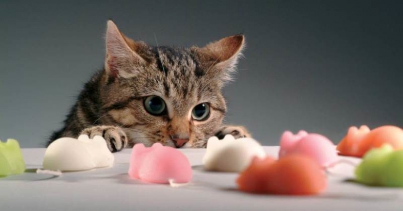 Cats-vegetarians in the UK is outlawed Cats-vegetarians in the UK is outlawed