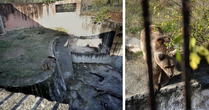 Cerrado un infierno de un zoológico, donde vivía "el más solitario de elefantes en el mundo"