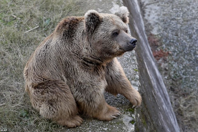 Cerrado un infierno de un zoológico, donde vivía "el más solitario de elefantes en el mundo"