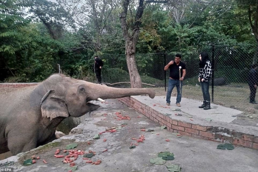 Cerrado un infierno de un zoológico, donde vivía "el más solitario de elefantes en el mundo"