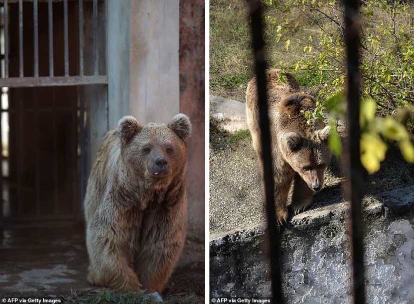 Cerrado un infierno de un zoológico, donde vivía "el más solitario de elefantes en el mundo"