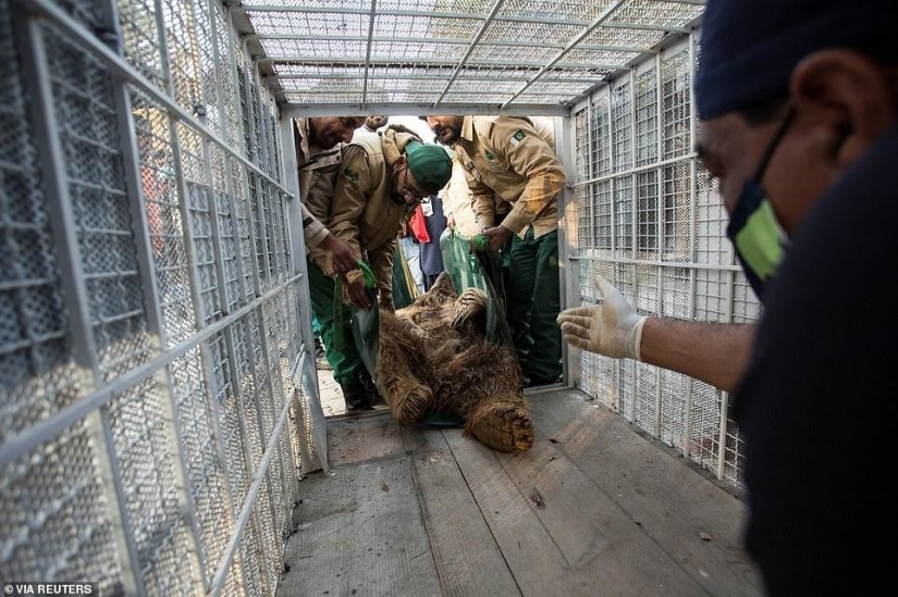 Cerrado un infierno de un zoológico, donde vivía "el más solitario de elefantes en el mundo"