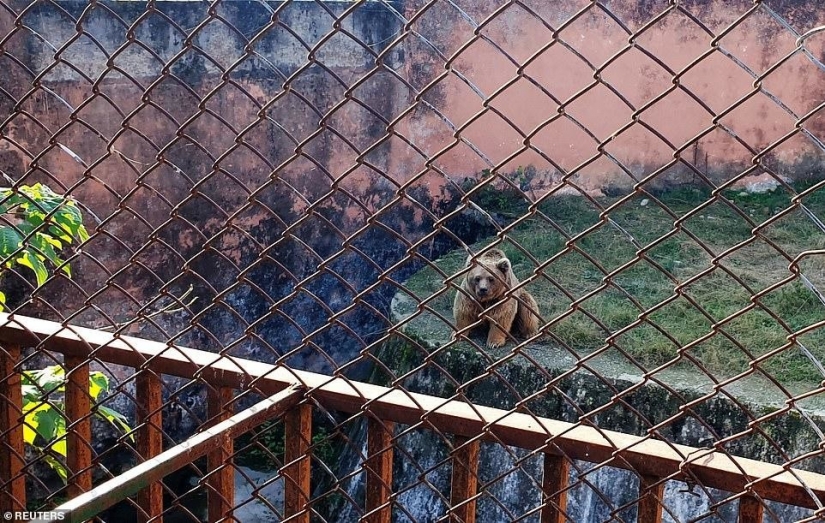 Cerrado un infierno de un zoológico, donde vivía "el más solitario de elefantes en el mundo"