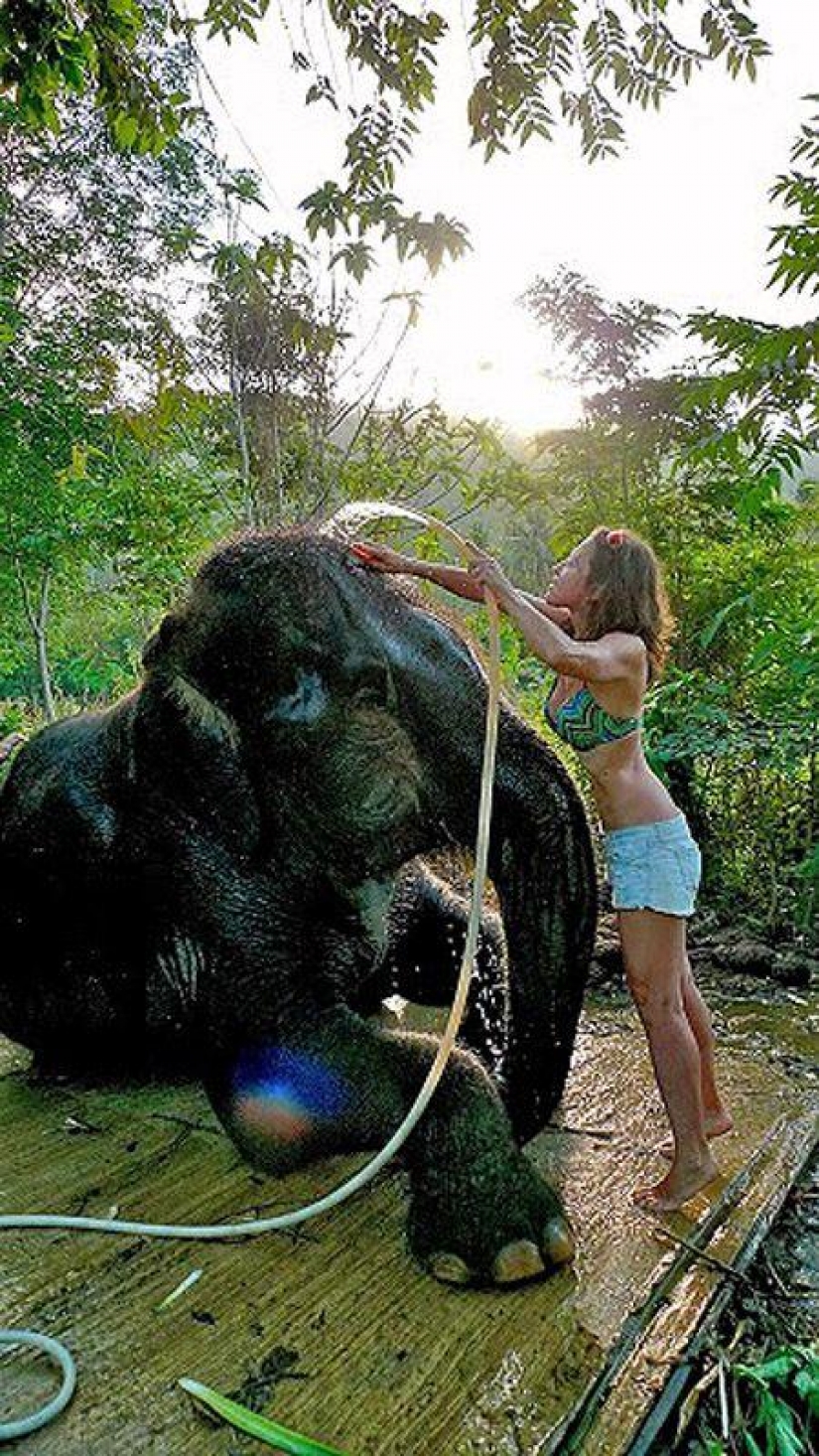 ¿Cómo bañar a un elefante