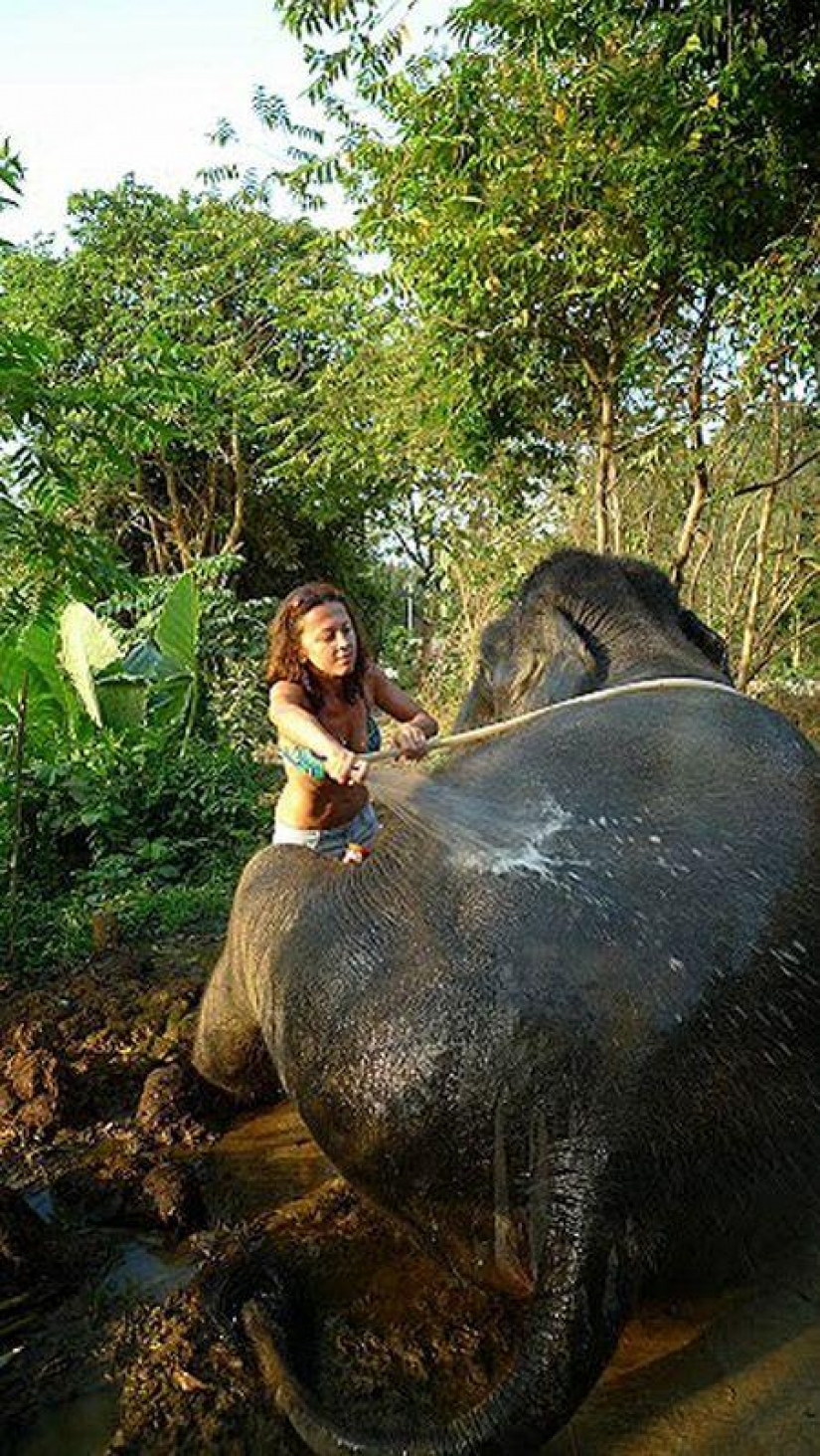 ¿Cómo bañar a un elefante