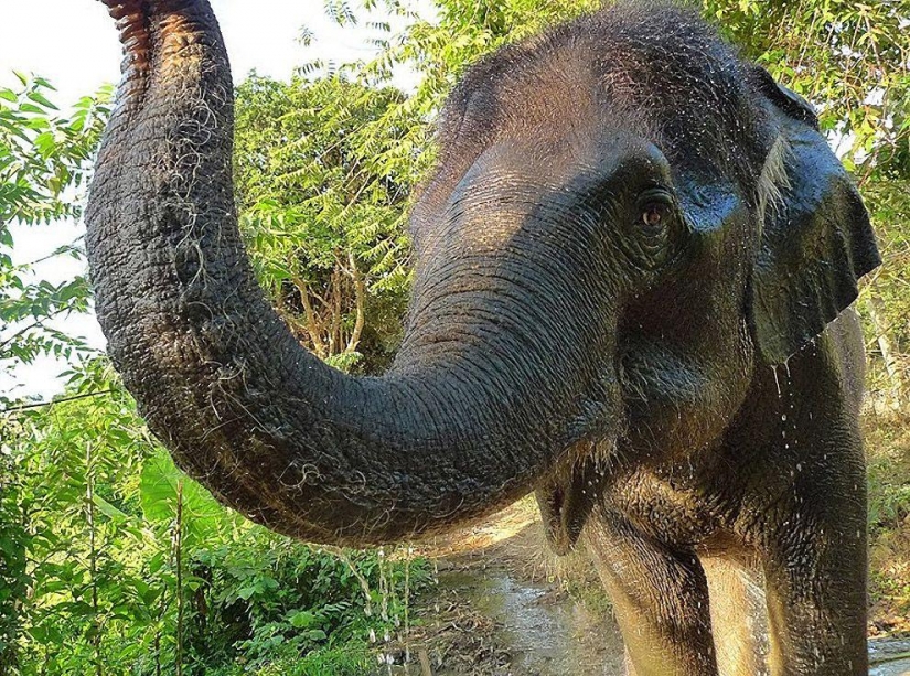 ¿Cómo bañar a un elefante