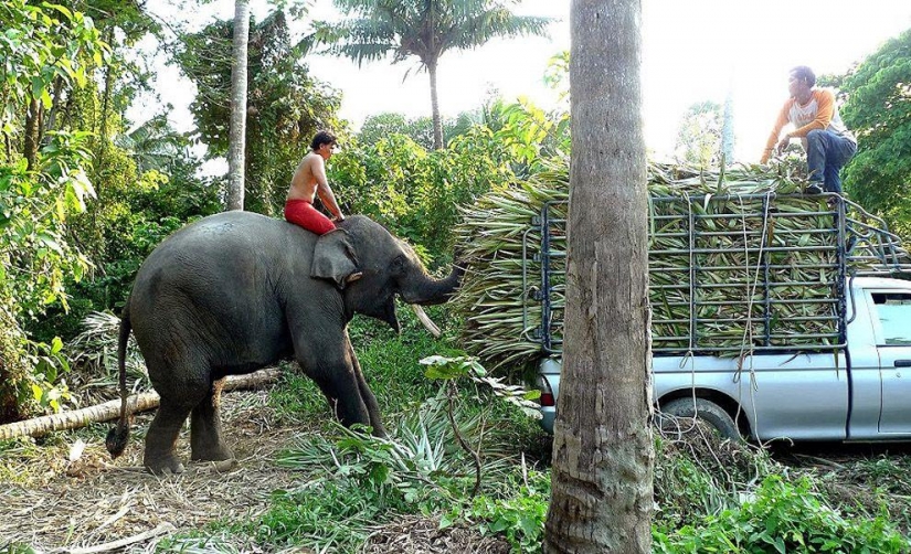 ¿Cómo bañar a un elefante