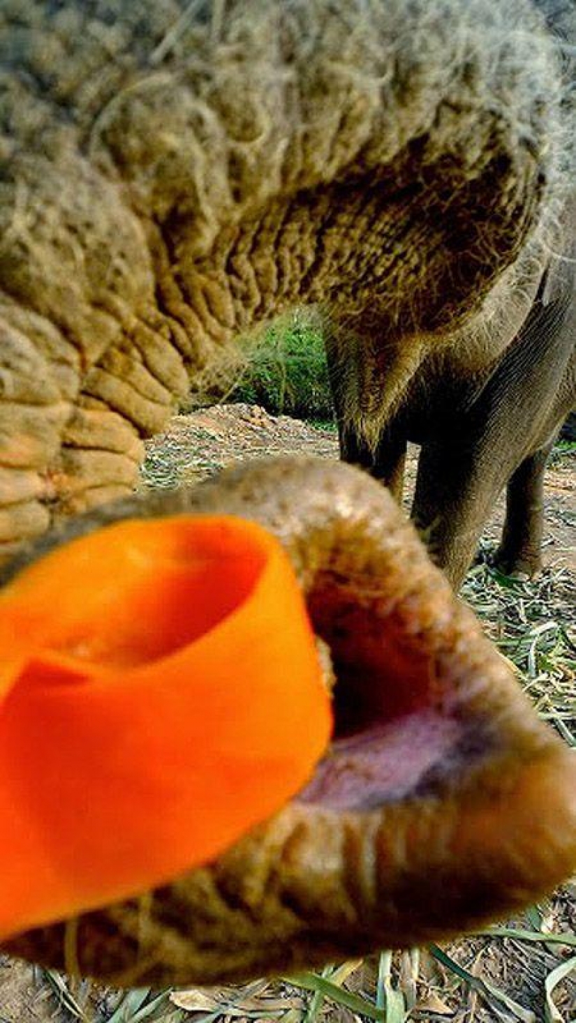 ¿Cómo bañar a un elefante