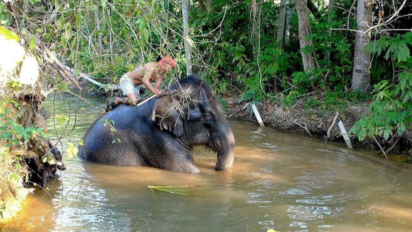 ¿Cómo bañar a un elefante