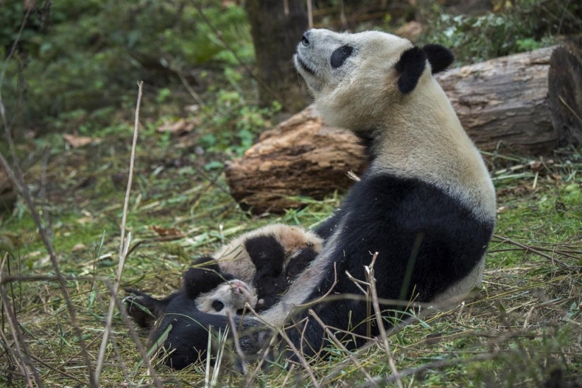 Cómo crecen los pandas en la provincia de Sichuan