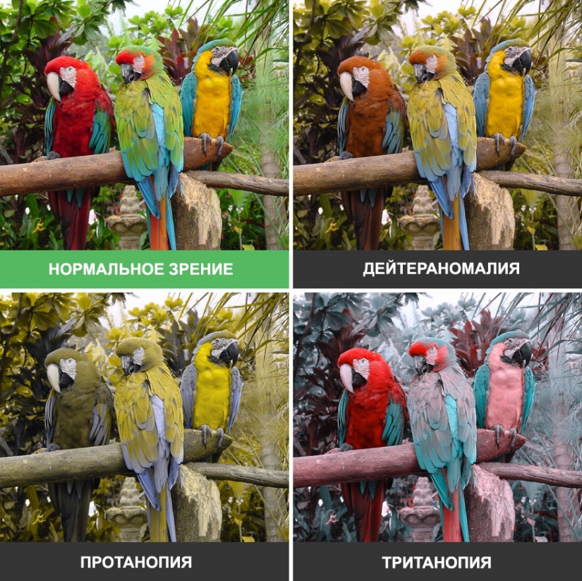 Cómo el mundo se ve a través de los ojos de un daltónico