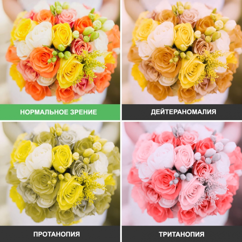 Cómo el mundo se ve a través de los ojos de un daltónico