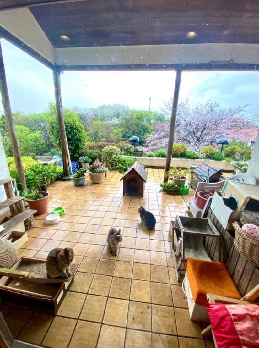 Cómo el primer hotel en el mundo para los amantes del gato