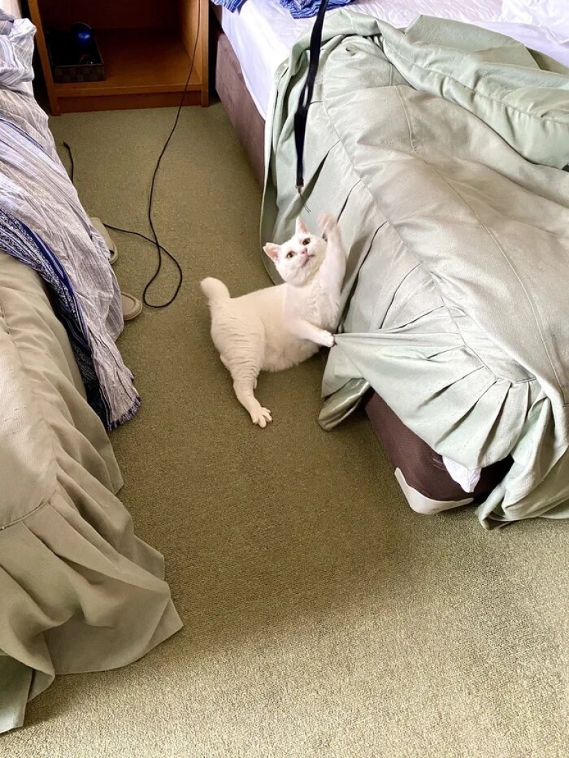 Cómo el primer hotel en el mundo para los amantes del gato