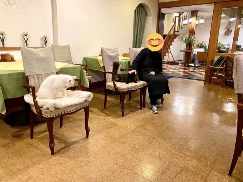 Cómo el primer hotel en el mundo para los amantes del gato