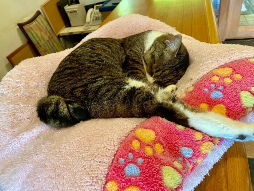 Cómo el primer hotel en el mundo para los amantes del gato