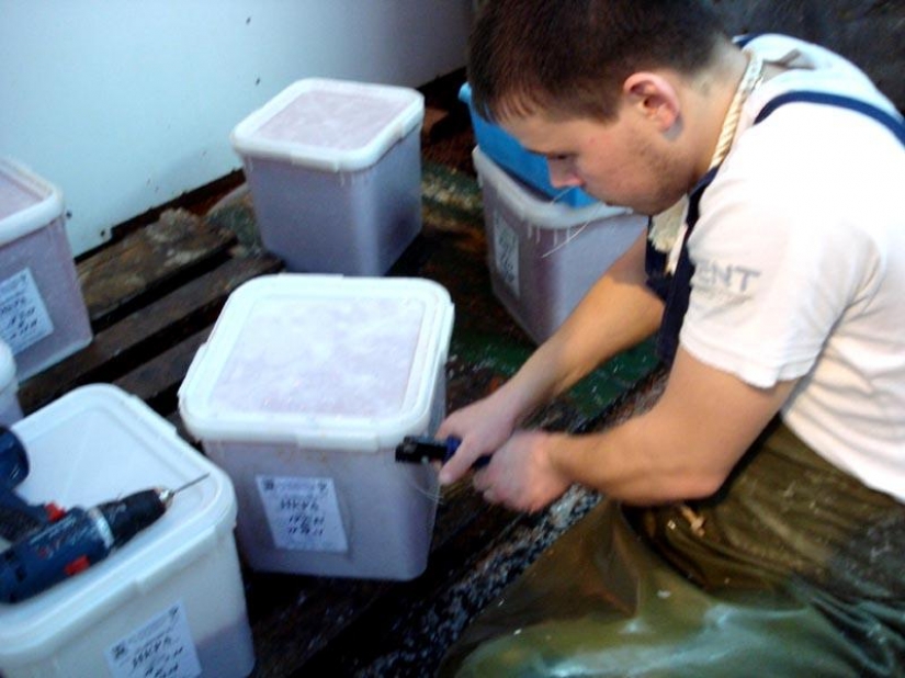 Cómo hacer caviar rojo