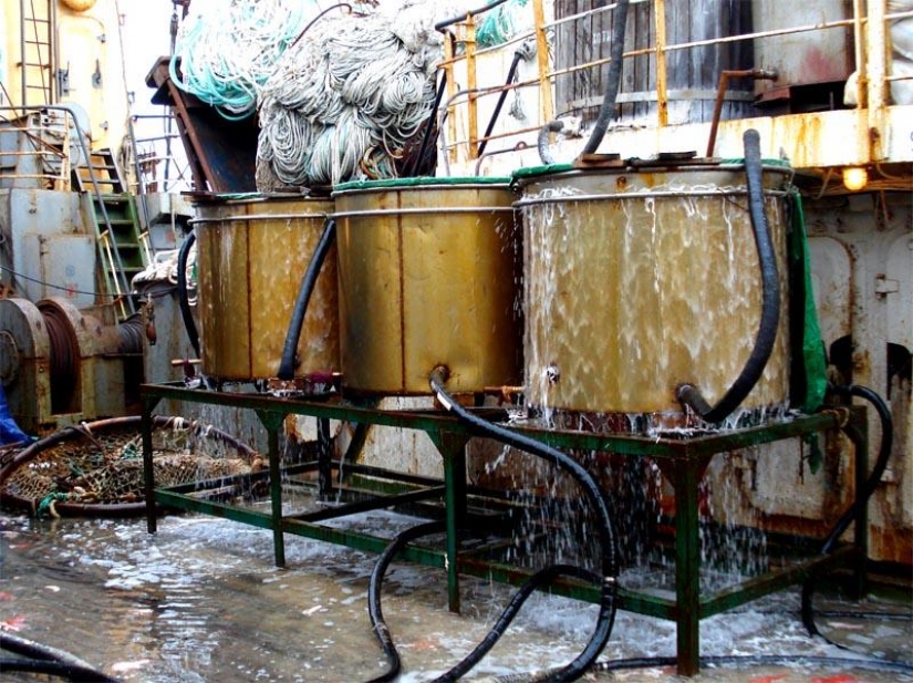 Cómo hacer caviar rojo