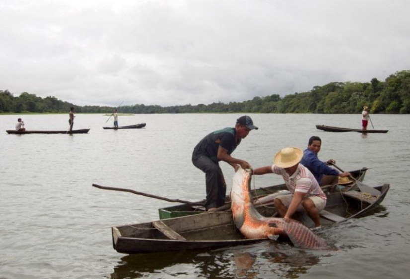 Cómo ir de pesca y caza de los Indios de la Amazonía Cómo ir de pesca y caza de los Indios de la Amazonía