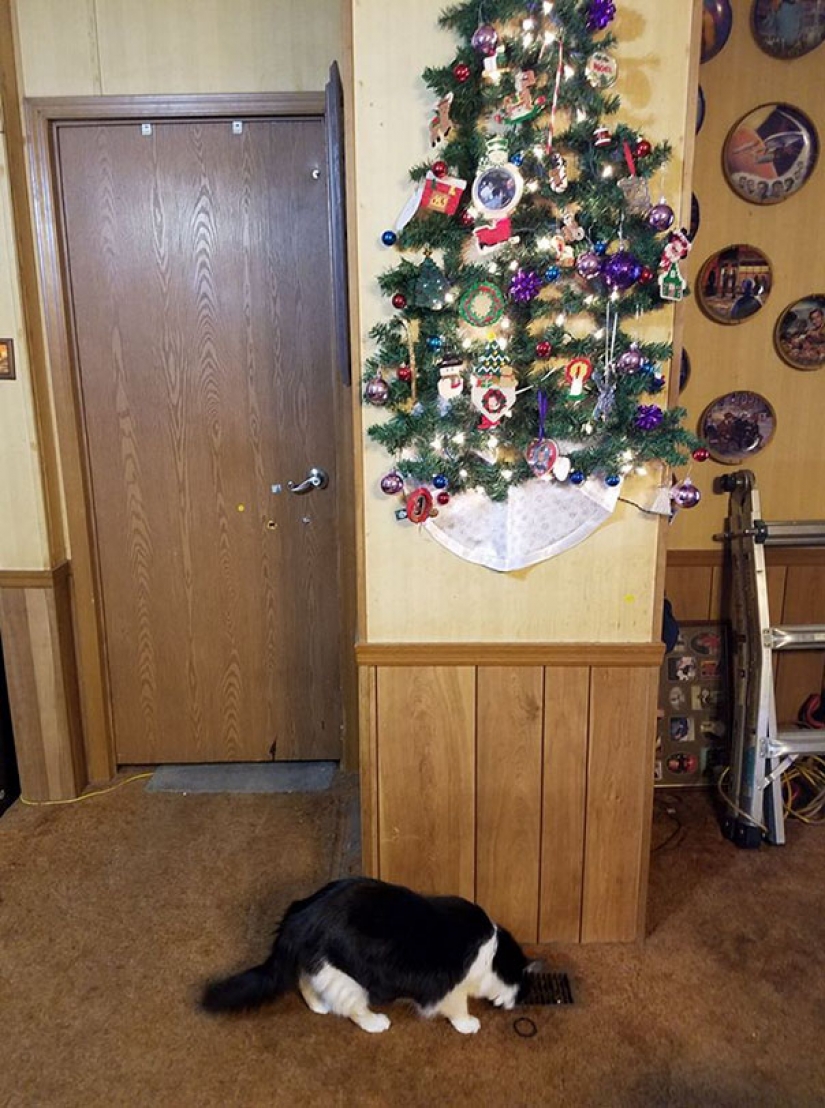 Cómo proteger un árbol de Navidad de los perjudiciales y atrevida Mascotas Cómo proteger un árbol de Navidad de los perjudiciales y atrevida Mascotas