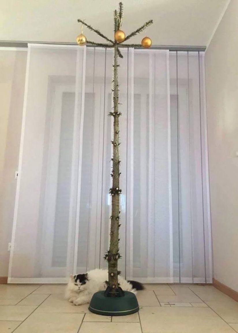 Cómo proteger un árbol de Navidad de los perjudiciales y atrevida Mascotas Cómo proteger un árbol de Navidad de los perjudiciales y atrevida Mascotas