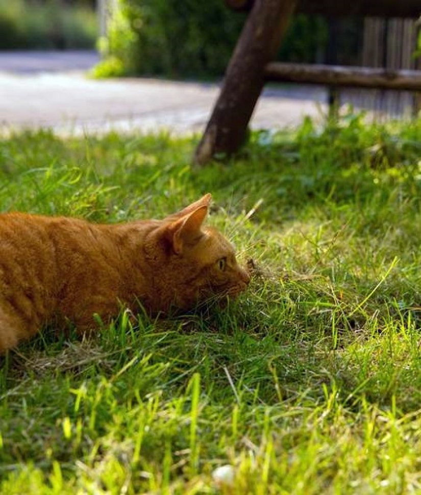 Cómo su gato está tratando de hablar con usted Cómo su gato está tratando de hablar con usted