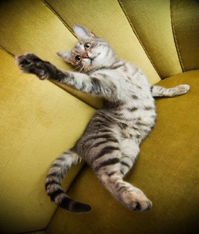 Cómo su gato está tratando de hablar con usted Cómo su gato está tratando de hablar con usted