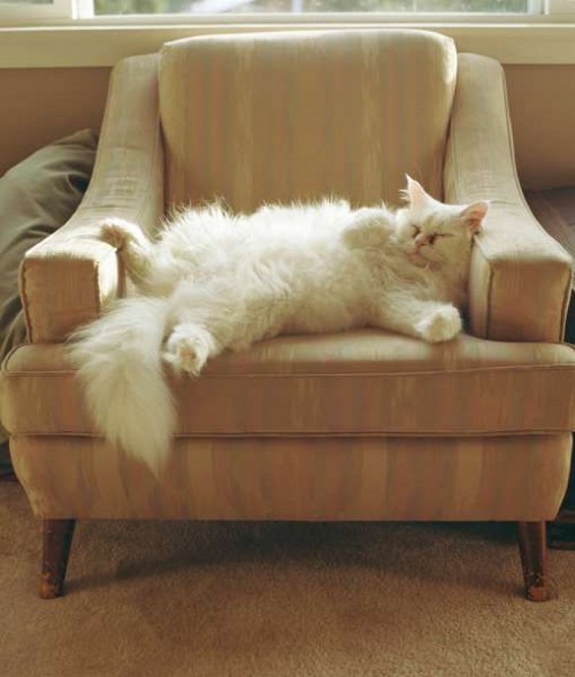 Cómo su gato está tratando de hablar con usted Cómo su gato está tratando de hablar con usted