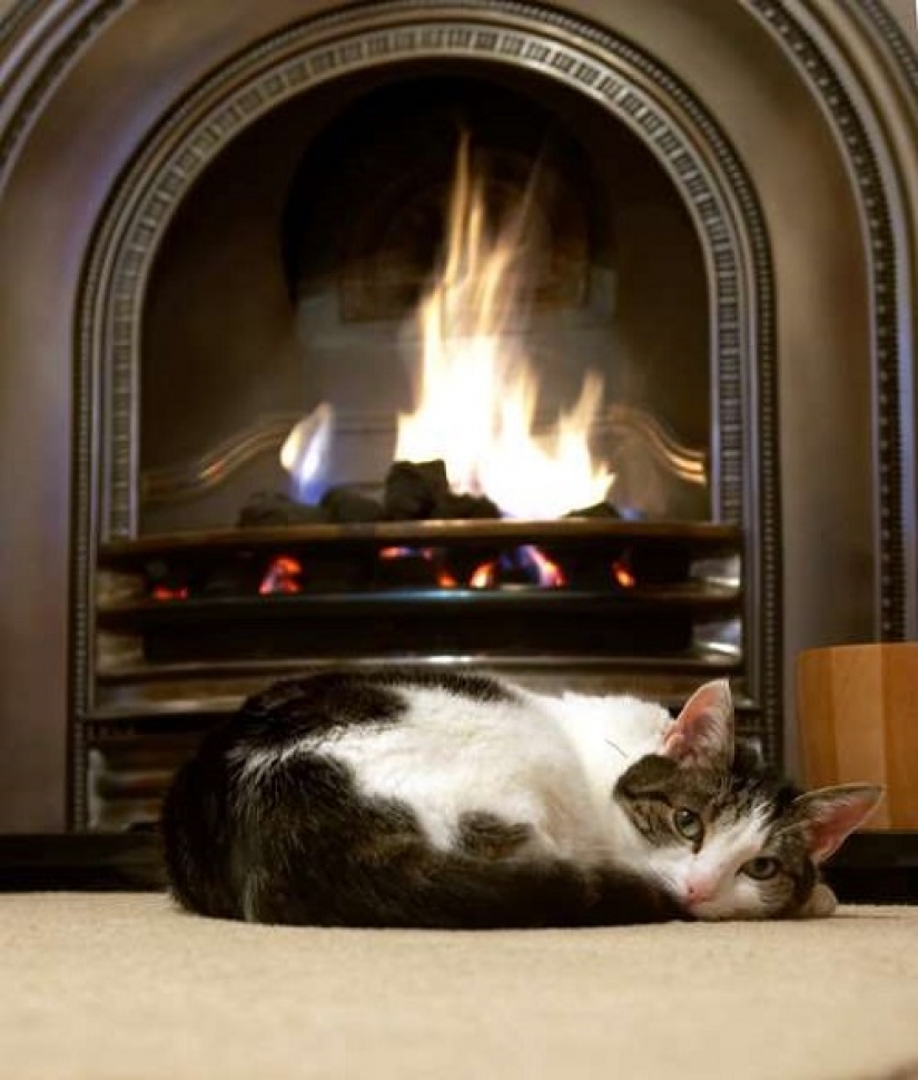Cómo su gato está tratando de hablar con usted Cómo su gato está tratando de hablar con usted