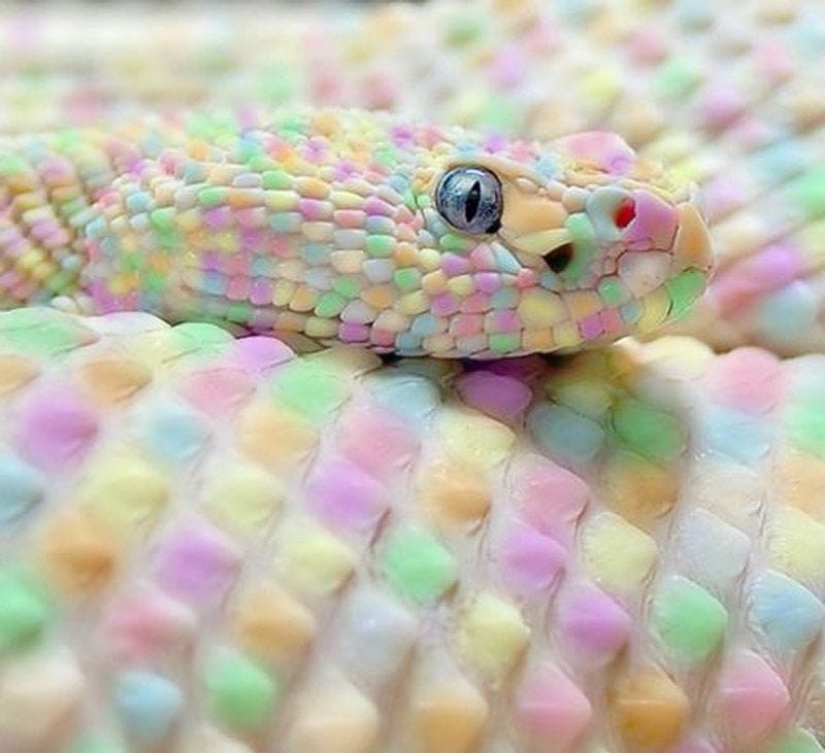 Colgante de pera no puede comer: la comida es fotografiada para la publicidad Colgante de pera no puede comer: la comida es fotografiada para la publicidad