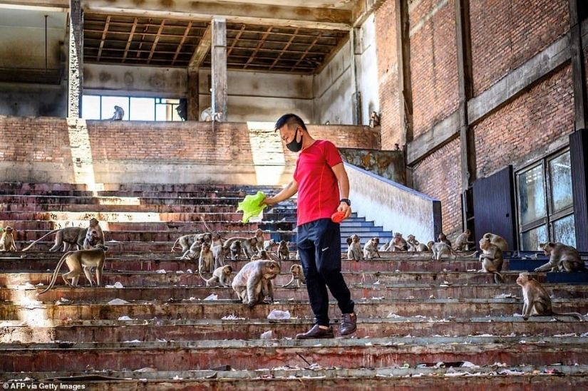 Como agresivo macacos aterrorizar a toda la ciudad en Tailandia