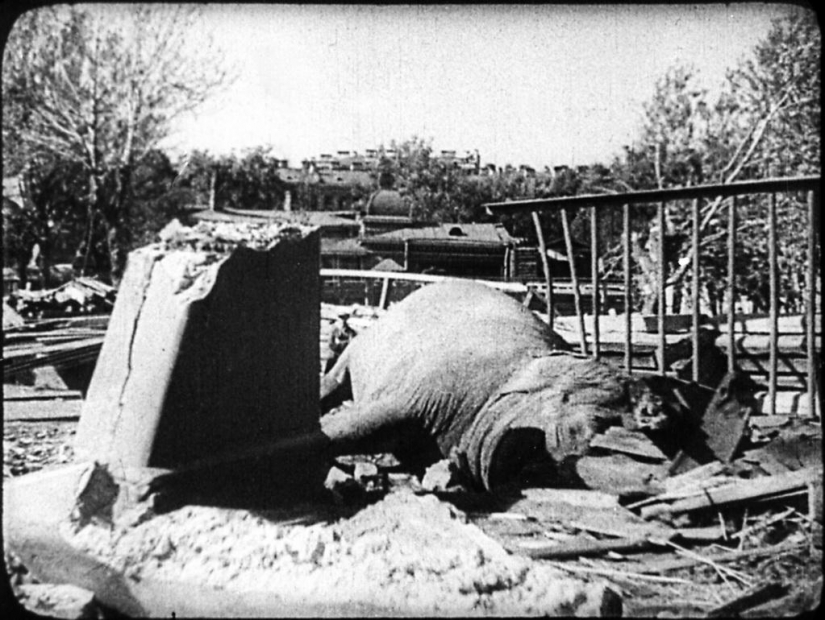 Como el zoológico de Leningrado sobrevivió al asedio Como el zoológico de Leningrado sobrevivió al asedio