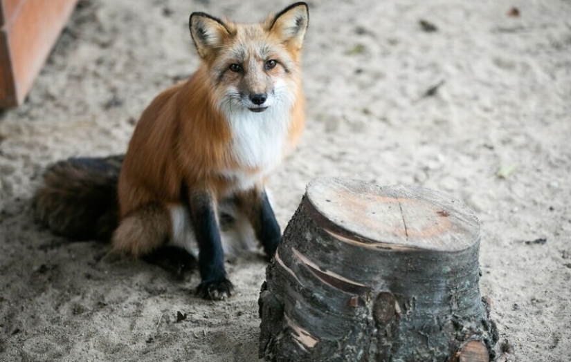 Como Fox frane granjas polacas, dio una nueva vida