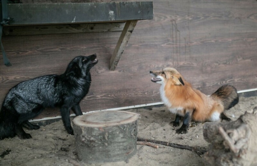 Como Fox frane granjas polacas, dio una nueva vida