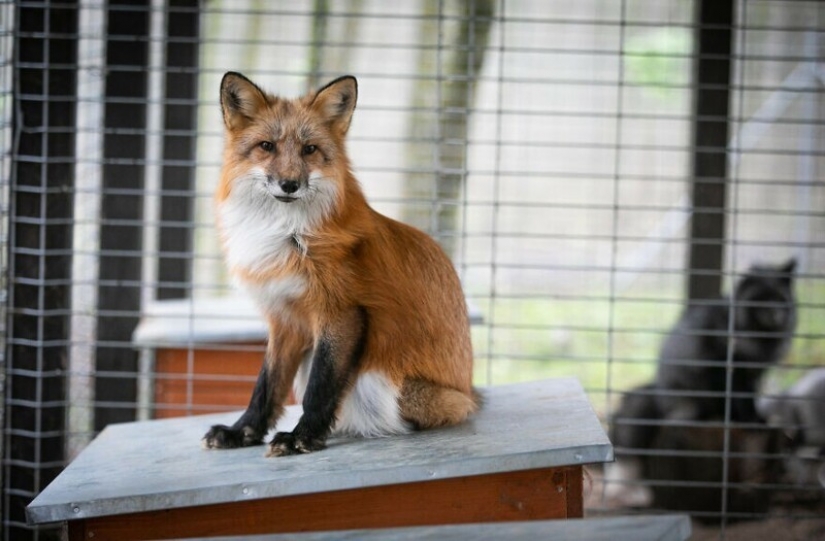 Como Fox frane granjas polacas, dio una nueva vida