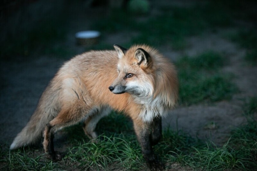 Como Fox frane granjas polacas, dio una nueva vida
