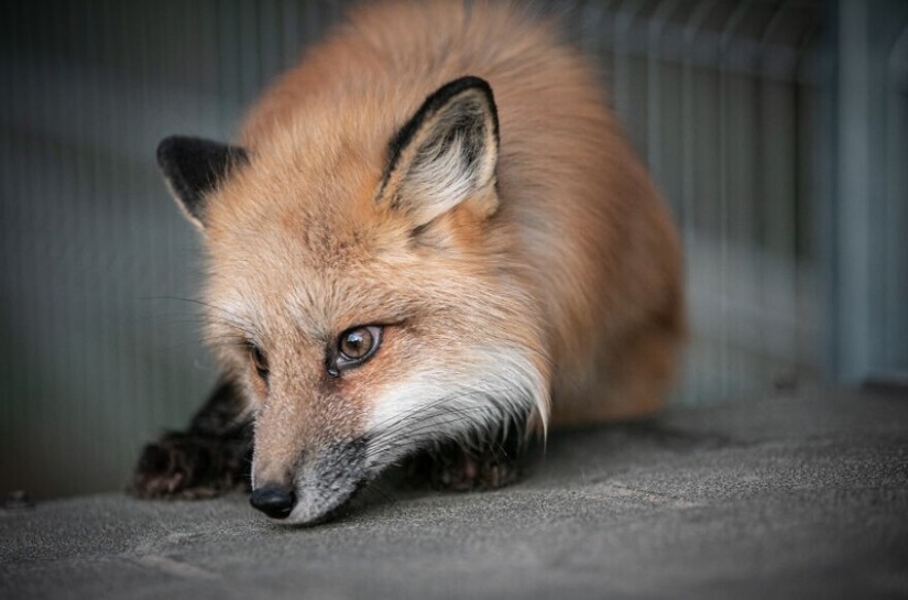 Como Fox frane granjas polacas, dio una nueva vida