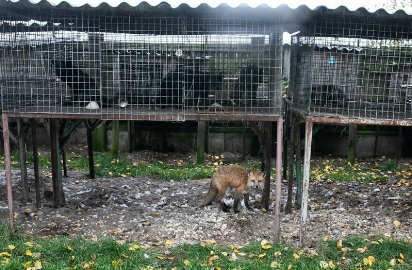 Como Fox frane granjas polacas, dio una nueva vida
