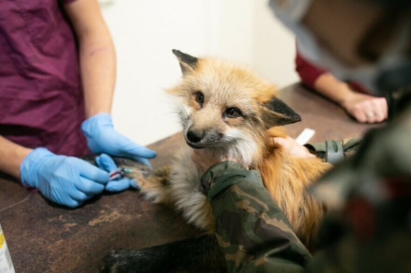Como Fox frane granjas polacas, dio una nueva vida