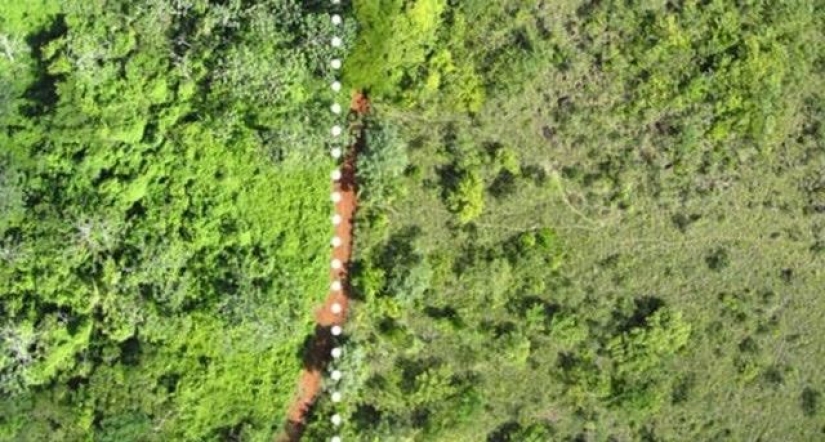 Como un montón de cáscaras de naranja cambiado el ecosistema en América Central