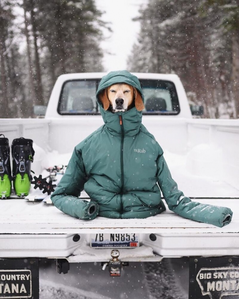 Como un viaje fotógrafo Theron Humphrey y su perro Maddie