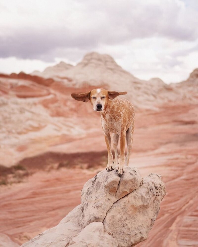 Como un viaje fotógrafo Theron Humphrey y su perro Maddie