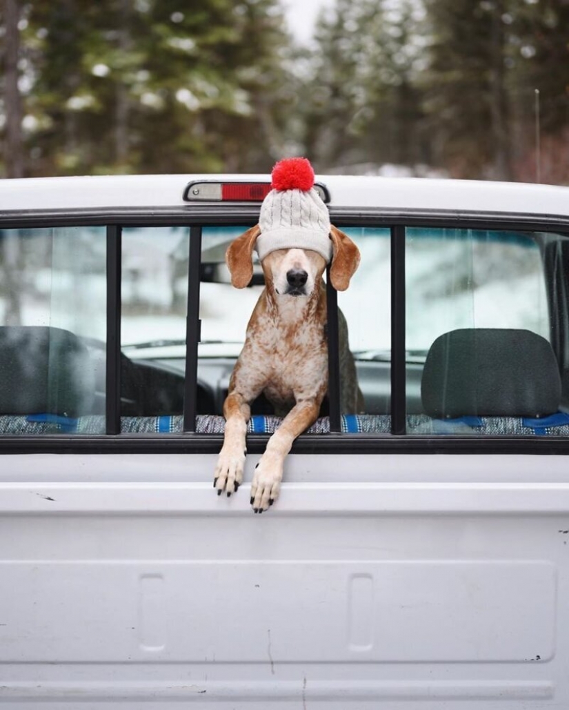 Como un viaje fotógrafo Theron Humphrey y su perro Maddie