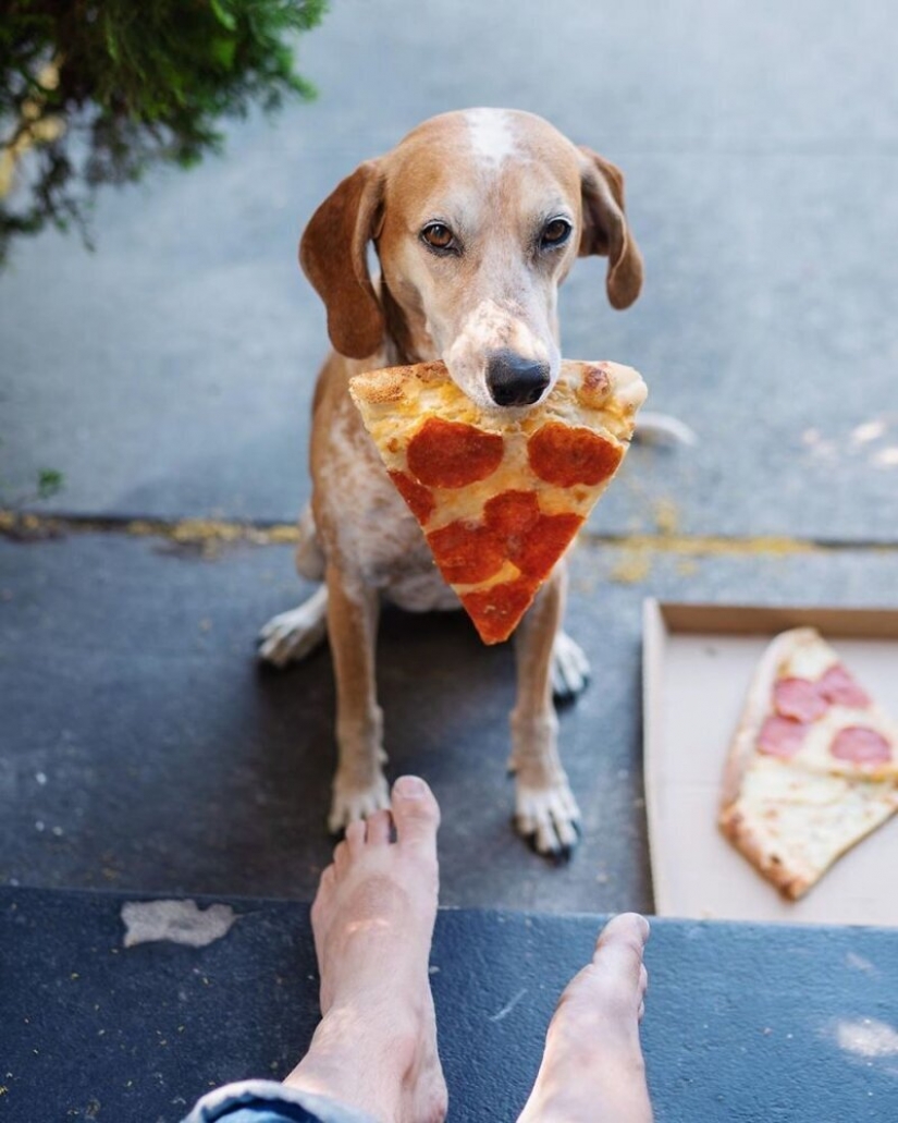 Como un viaje fotógrafo Theron Humphrey y su perro Maddie