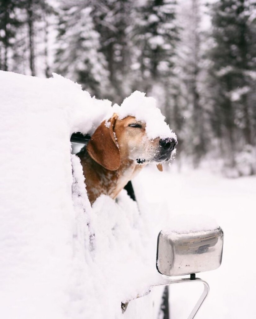 Como un viaje fotógrafo Theron Humphrey y su perro Maddie